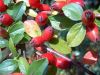 2008-08-30_15_Beeren.jpg