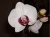 Orchi_Makro_ohne_Blitz.jpg