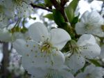 Kirschblüte.jpg