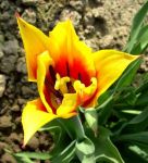 Filename=Tulpe3.jpg
Filesize=61KB
Dimensions=584x640
Date added=Apr 17, 2011 Tulpe3.jpg