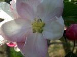 apfelblüte2.jpg