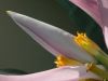 Bananenblüte.jpg