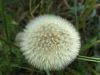 07_blume_pusteblume.jpg