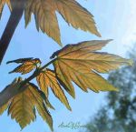 AhornBlattGegenlicht.jpg